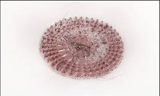 Bath Filter for Tub - Faucet Filter for Baby, 11- Stage Bathtub Water Filter for Tub Faucet, Reduce Contaminants for Healthier Skin and Hair, Softer Water, Spa, Experience, (Pink Drain Filter)