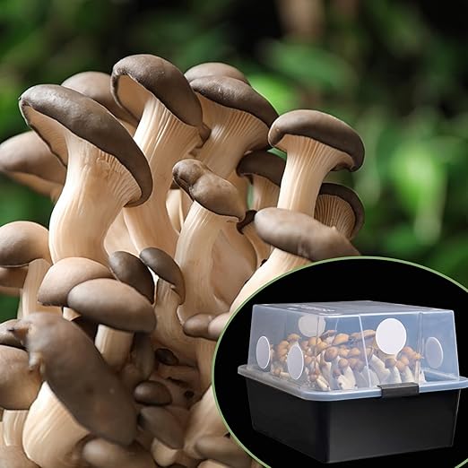 24 Pcs 2.5" Monotub Adhesive Filter Disks-3MM Thick Monotub Filter Discs-Monotub Filters for Mushroom Growing Supplies Filter Pad Replacements